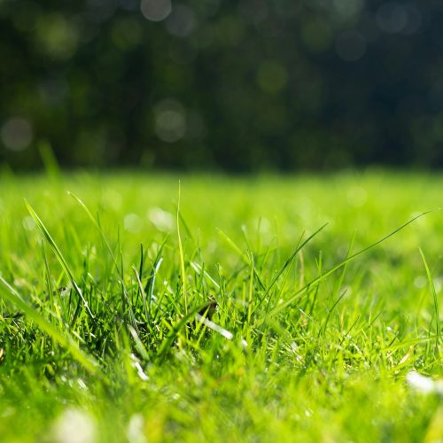 lawn care 1